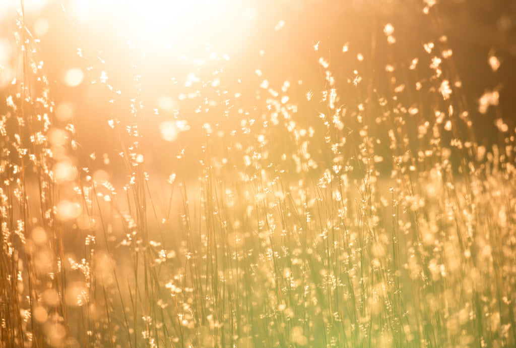 Why do we need Vitamin D?