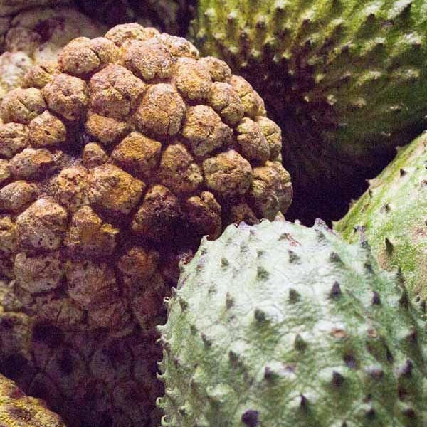 Graviola, also known as Soursop