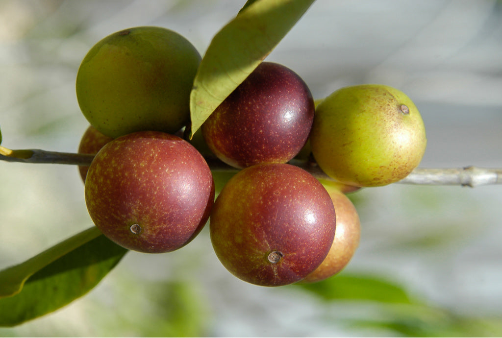 4 health benefits of Camu Camu