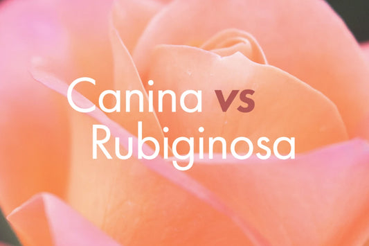 Rosa canina vs Rosa rubiginosa (The Beauty Secret of South America)
