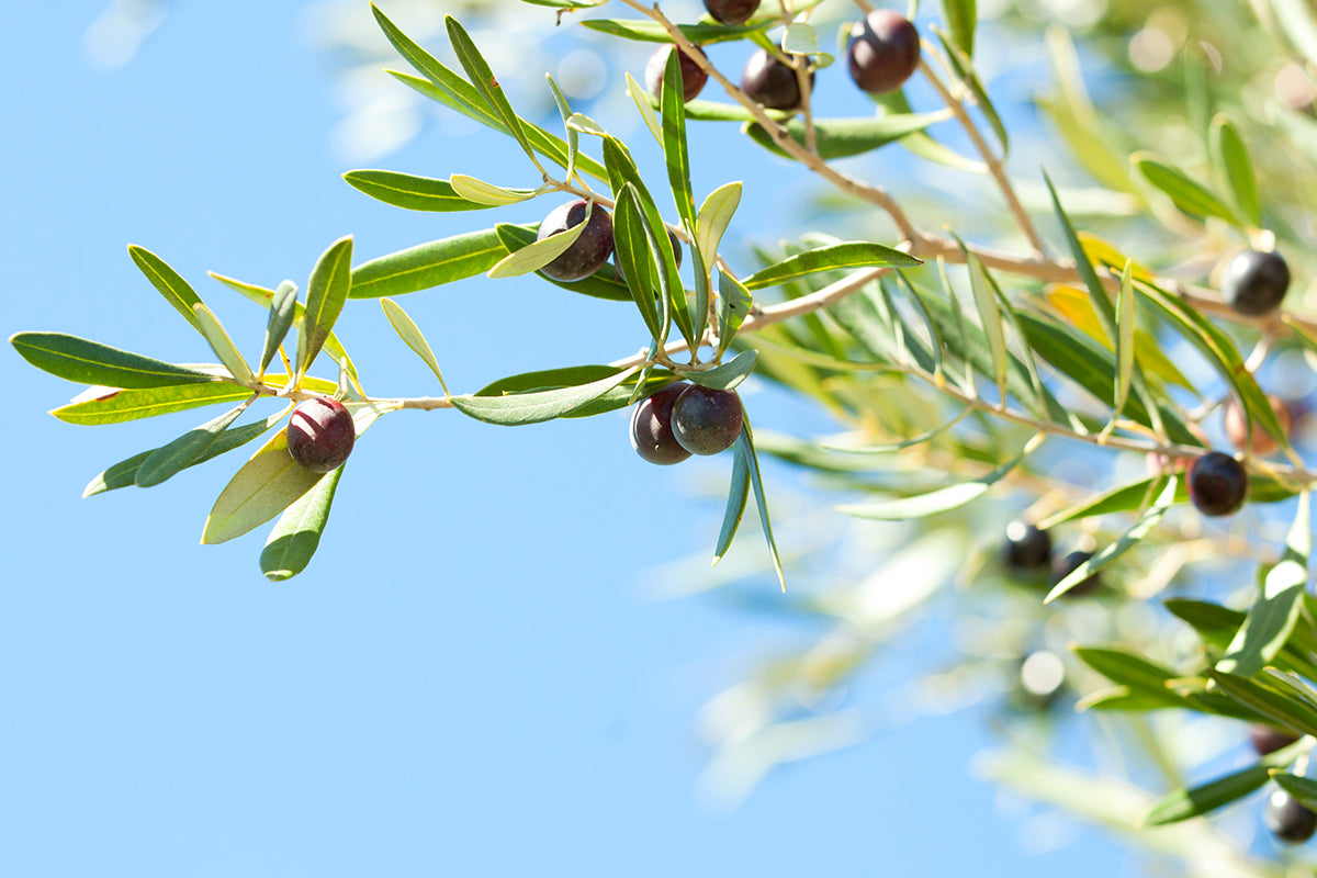 Squalane - The Secret of the Olive Grove