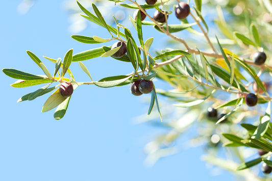 Squalane - The Secret of the Olive Grove