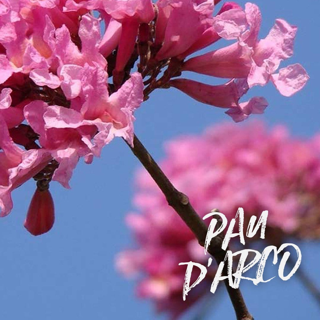 Benefits of Pau d’Arco