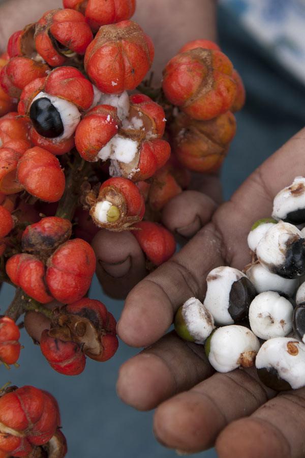 Guaraná