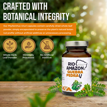 Rio Amazon Quebra Pedra 500mg Veg Capsules