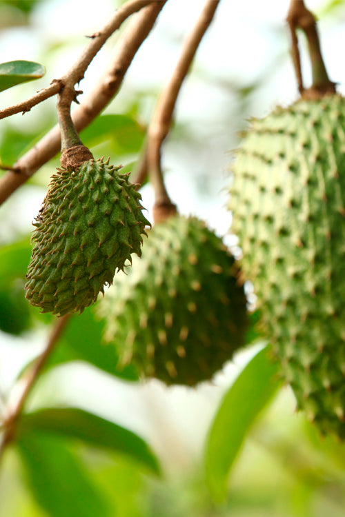 Graviola Soursop Fruit 500mg Rio Health
