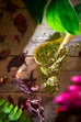 Guava Leaves with Yerba Maté Tea, 20 Teabags